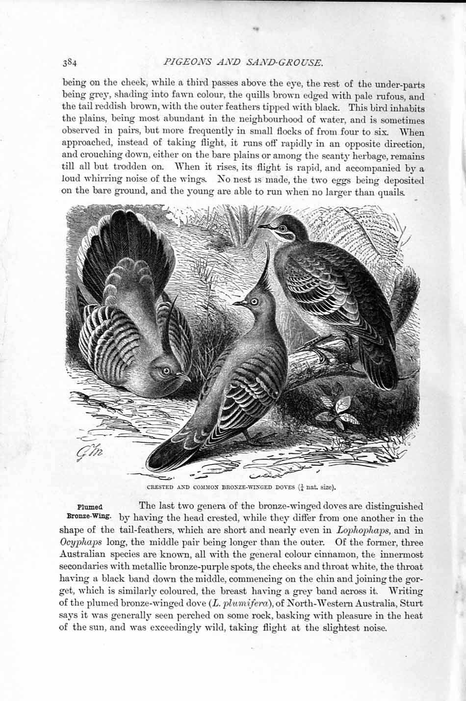 Old Antique Print Natural History 1895 Crested Bronze Winged Doves Birds 19th