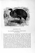 Old Antique Print Natural History 1895 Ptarmigan Game Birds Guinea Fowl 19th