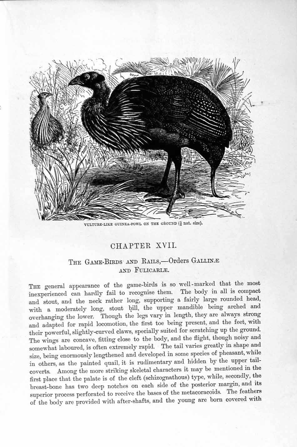 Old Antique Print Natural History 1895 Ptarmigan Game Birds Guinea Fowl 19th