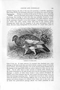 Original Old Antique Print Ptarmigan Bird Summer Dress Natural History 1895