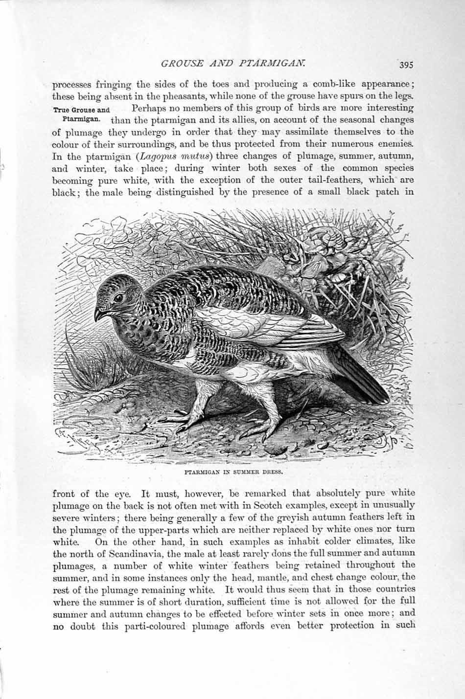 Original Old Antique Print Ptarmigan Bird Summer Dress Natural History 1895