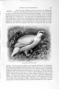 Original Old Antique Print Black Game Natural History 1895 Willow Grouse Bird
