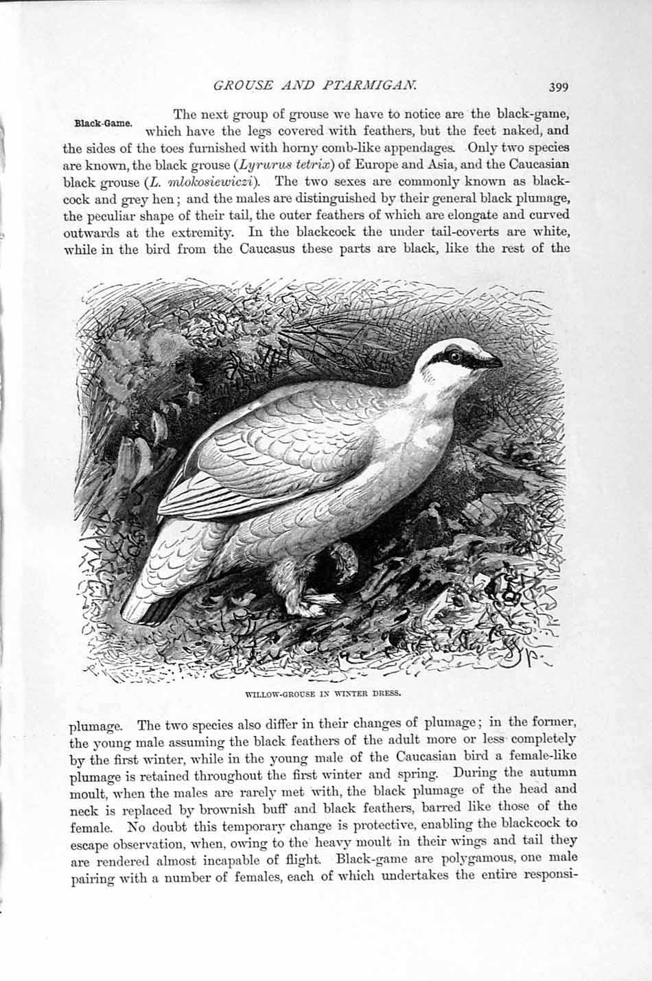 Original Old Antique Print Black Game Natural History 1895 Willow Grouse Bird