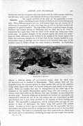 Old Antique Print Natural History1895 Hybrid Capercaillie Bird Black-Game 19th