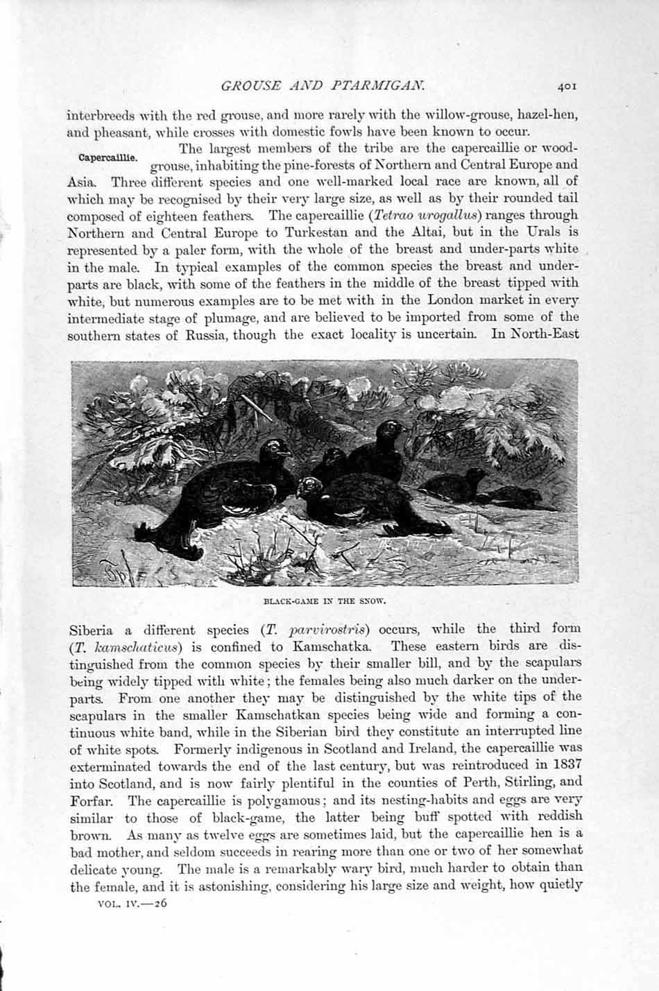 Old Antique Print Natural History1895 Hybrid Capercaillie Bird Black-Game 19th