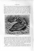 Original Old Antique Print Natural History 1895 Prairie Hens Game Birds 19th