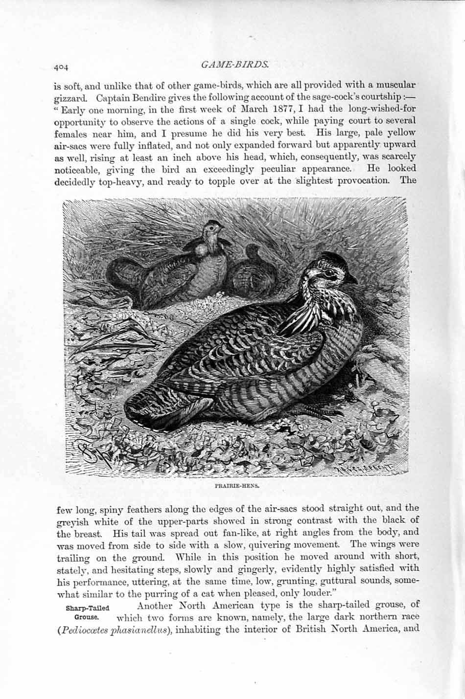 Original Old Antique Print Natural History 1895 Prairie Hens Game Birds 19th