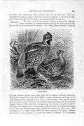Original Old Antique Print Ruffed Grouse Birds Natural History 1895 Victorian