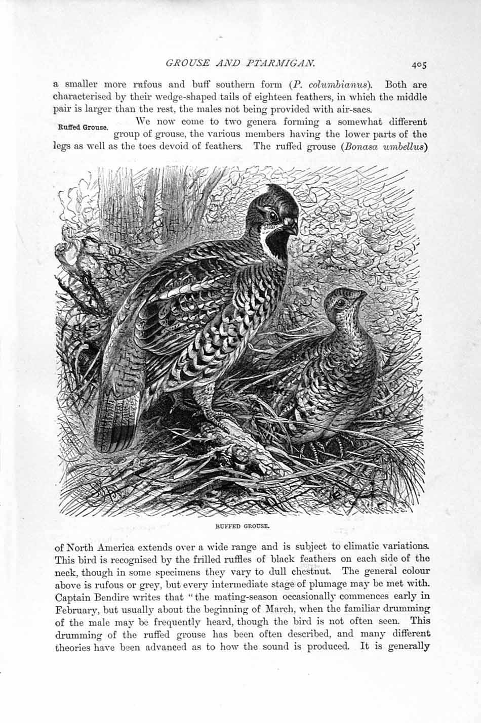 Original Old Antique Print Ruffed Grouse Birds Natural History 1895 Victorian