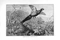 Old Antique Print Natural History 1895 Chinese Pheasants Covert Bird Prey 19th