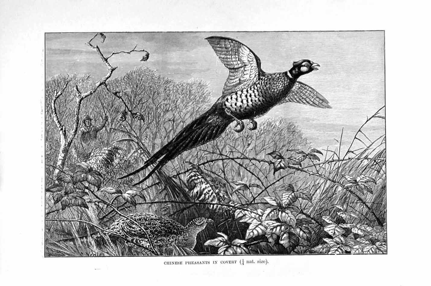 Old Antique Print Natural History 1895 Chinese Pheasants Covert Bird Prey 19th