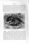 Original Old Antique Print Natural History 1895 Game Bird French Partridges
