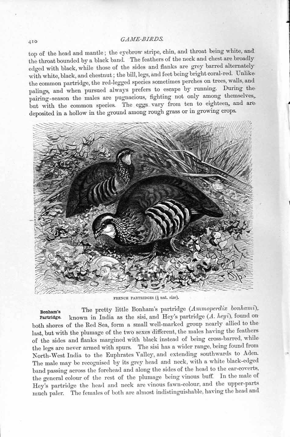Original Old Antique Print Natural History 1895 Game Bird French Partridges
