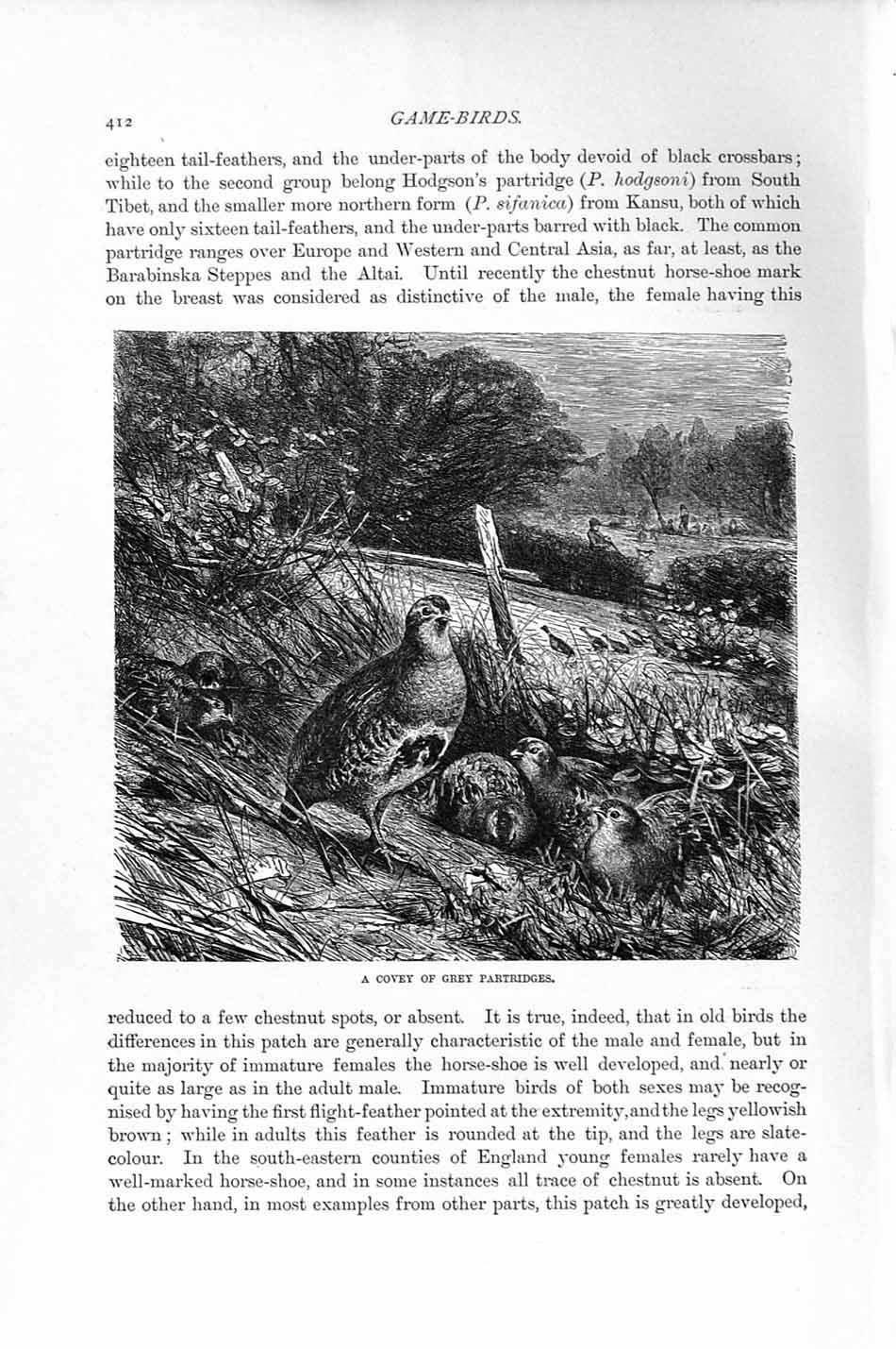 Original Old Antique Print Natural History 1895 Covey Grey Partridges Birds