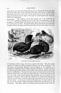 Old Antique Print Natural History 1895 Red Crested Wood Partridges Birds 19th