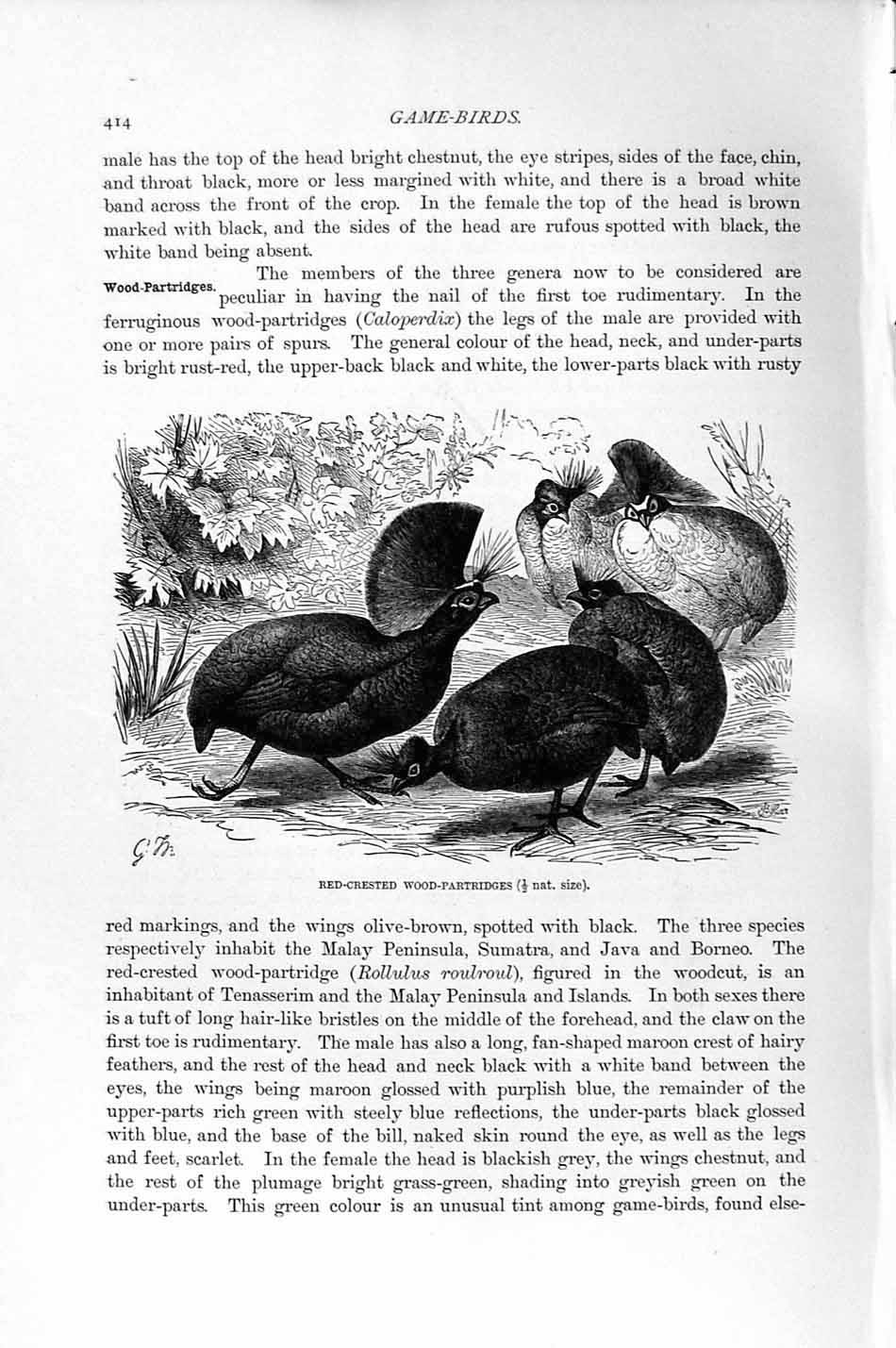 Old Antique Print Natural History 1895 Red Crested Wood Partridges Birds 19th