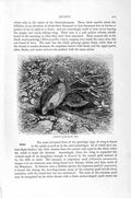 Original Old Antique Print Natural History 1895 Common Quail Birds Victorian