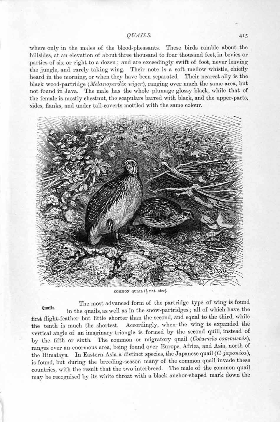 Original Old Antique Print Natural History 1895 Common Quail Birds Victorian