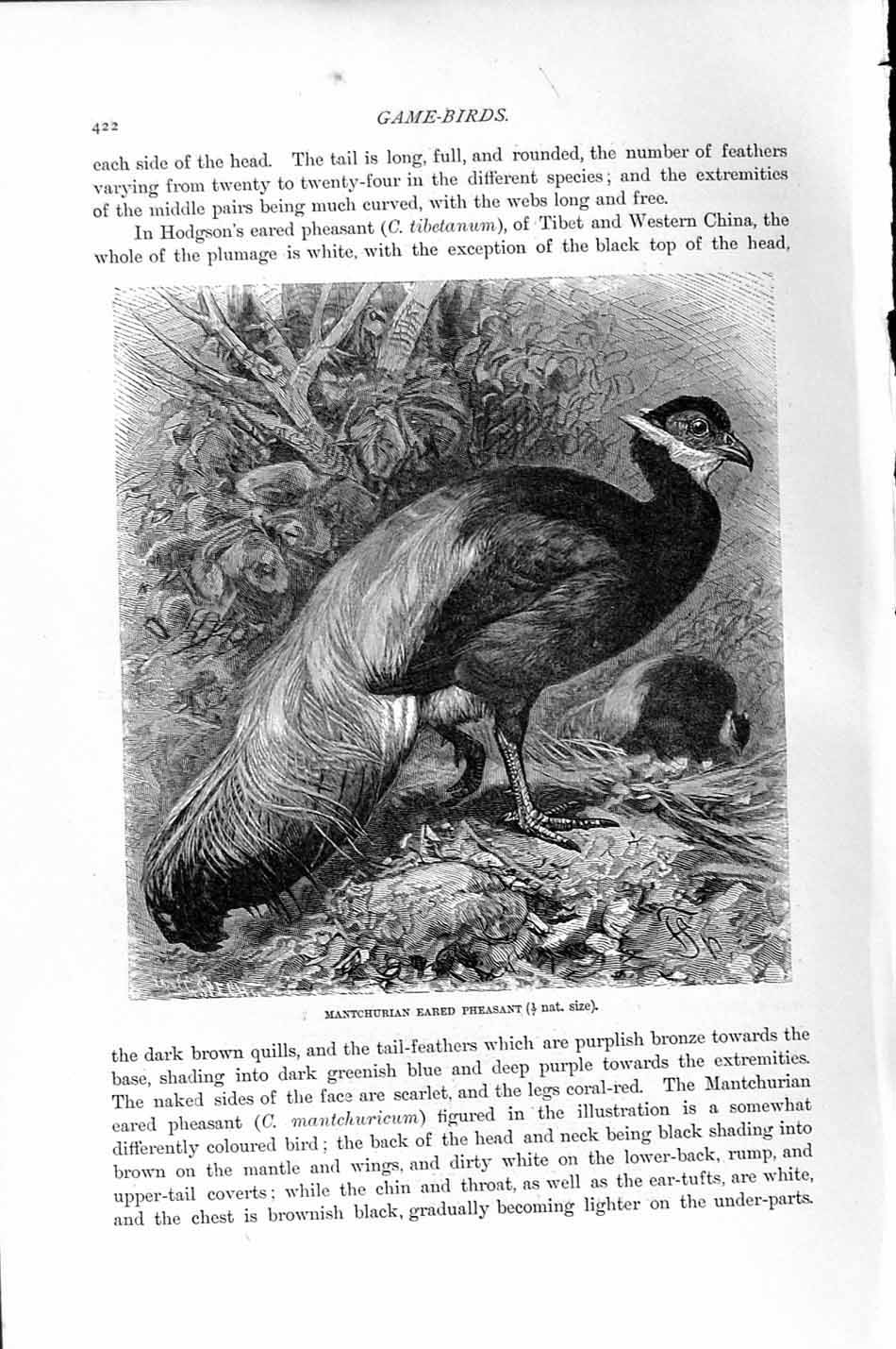 Original Old Antique Print Natural History 1895 Mantchurian Pheasant Birds 19th