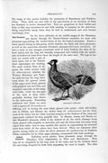 Original Old Antique Print Natural History 1895 Horsefield Silver Pheasant Bird