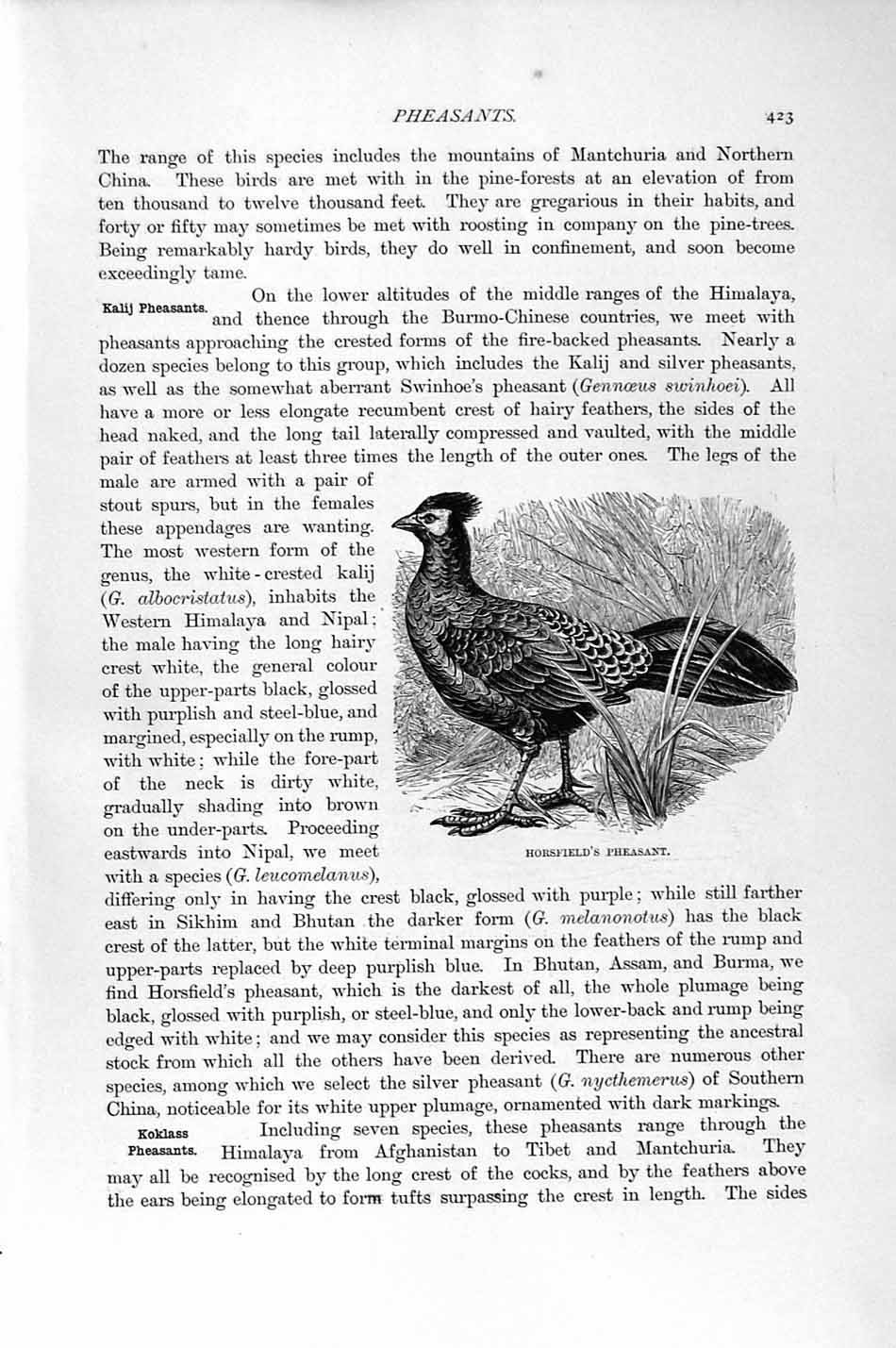 Original Old Antique Print Natural History 1895 Horsefield Silver Pheasant Bird