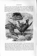 Original Old Antique Print Boquet Common Pheasants Birds Natural History 1895