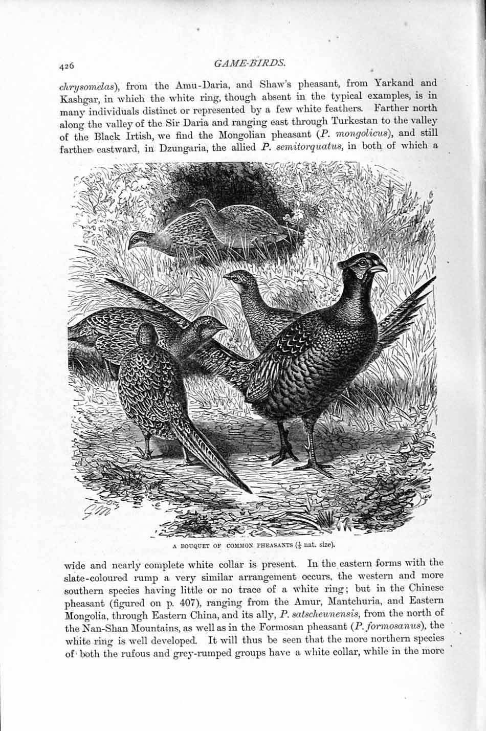 Original Old Antique Print Boquet Common Pheasants Birds Natural History 1895