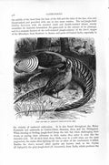 Original Old Antique Print Natural History 1895 Cock Hen Amherst Pheasant Birds
