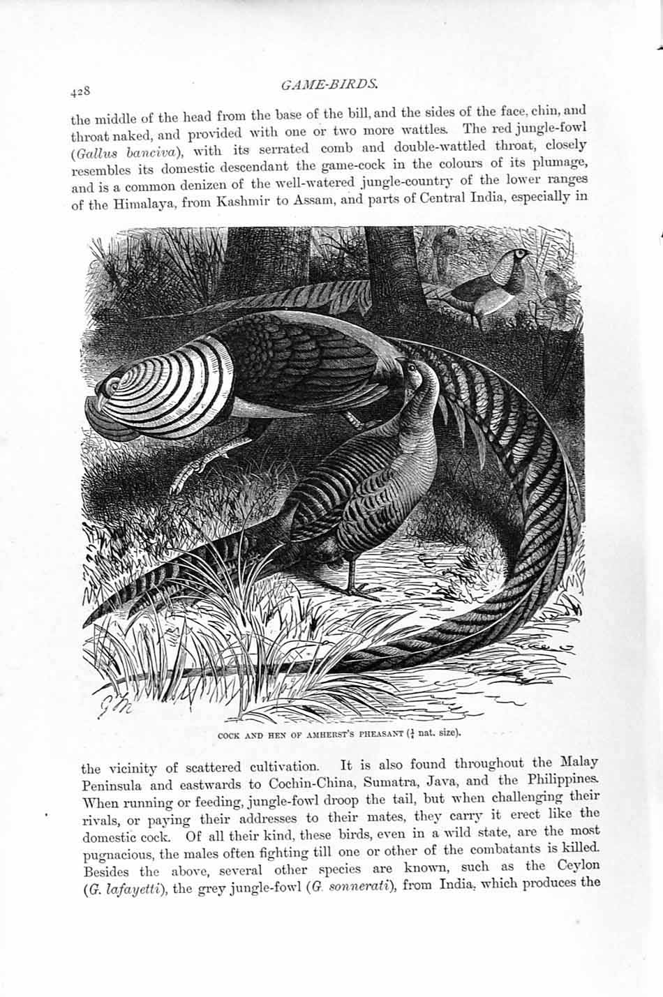 Original Old Antique Print Natural History 1895 Cock Hen Amherst Pheasant Birds
