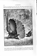 Original Old Antique Print Argus Pheasant Game Birds Natural History 1895 19th
