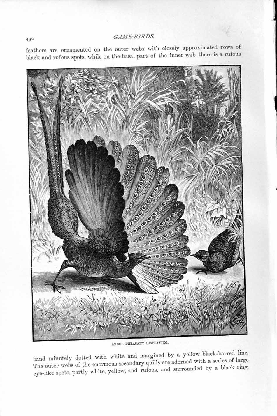 Original Old Antique Print Argus Pheasant Game Birds Natural History 1895 19th
