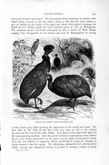 Old Antique Print Natural History 1895 Common Guinea Fowls Birds Vulture 19th
