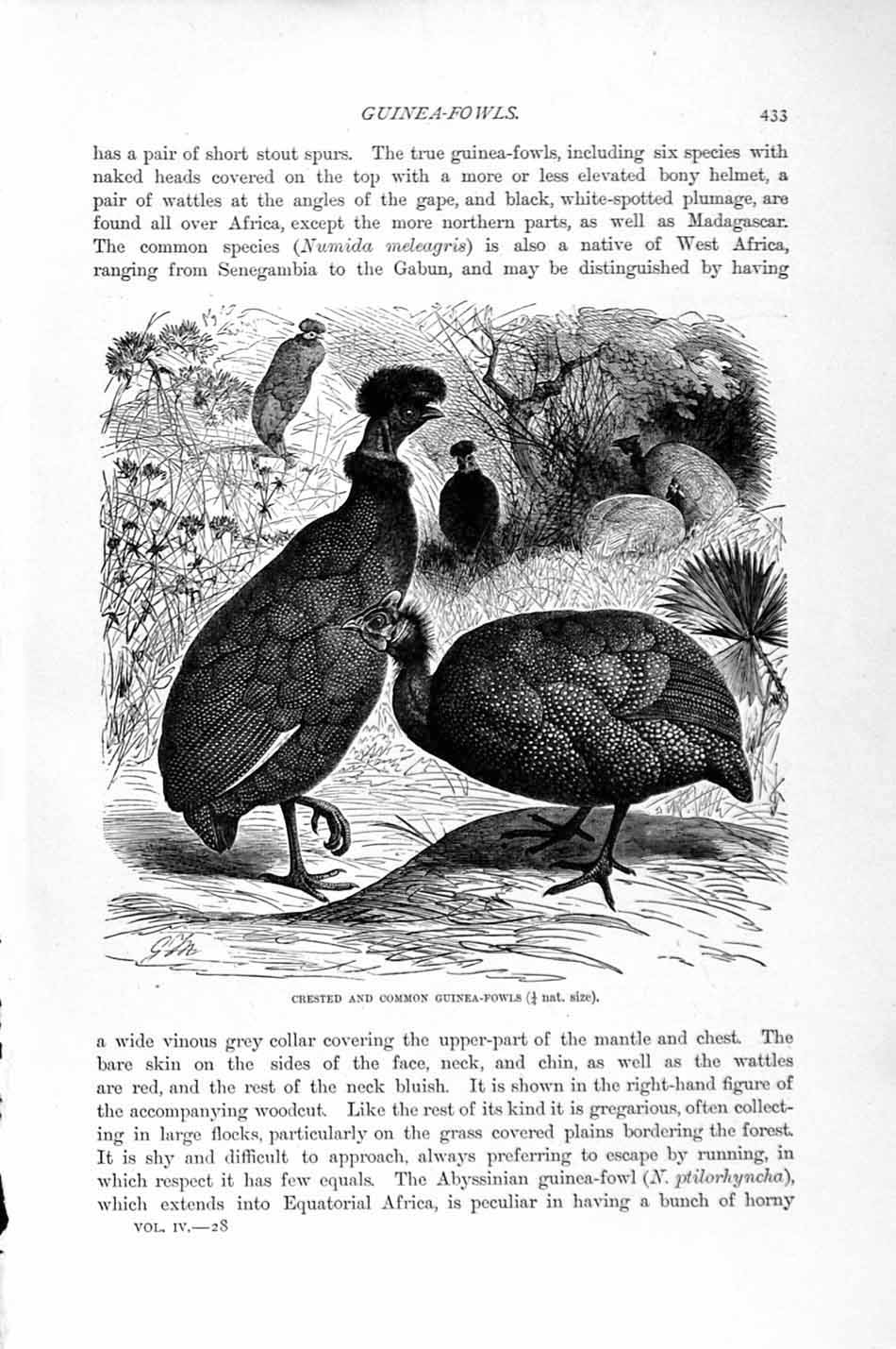 Old Antique Print Natural History 1895 Common Guinea Fowls Birds Vulture 19th