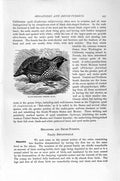 Old Antique Print Natural History 1895 Black-Throated Crested Quail Bird 19th