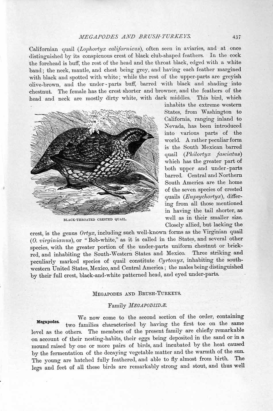 Old Antique Print Natural History 1895 Black-Throated Crested Quail Bird 19th