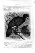 Original Old Antique Print Natural History 1895 Crested Curassows Game Birds