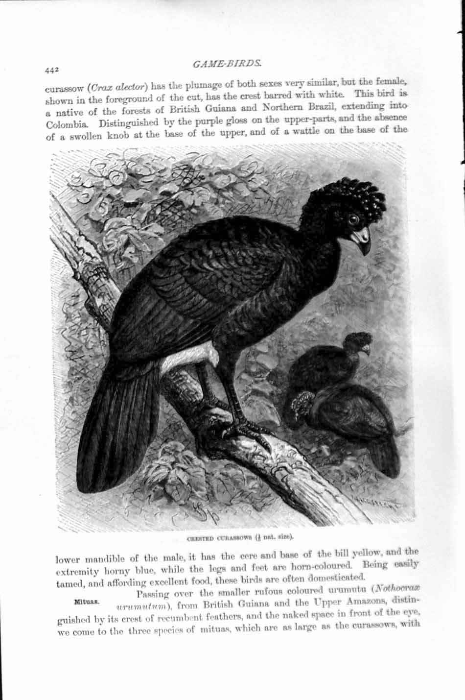 Original Old Antique Print Natural History 1895 Crested Curassows Game Birds