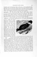 Original Old Antique Print Natural History 1895 Derbian Guan Bird Victorian