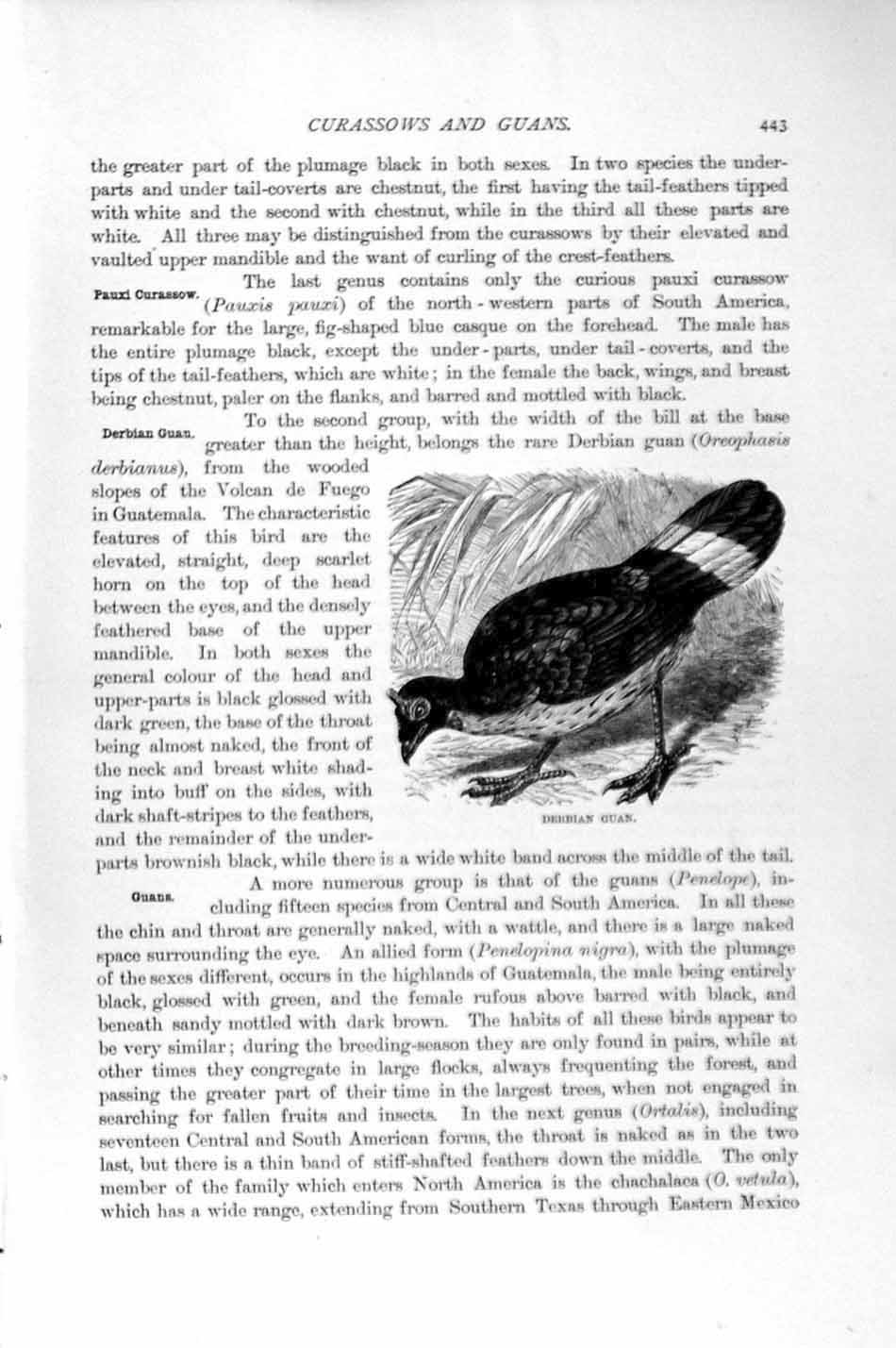 Original Old Antique Print Natural History 1895 Derbian Guan Bird Victorian