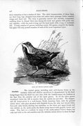 Old Antique Print Natural History 1895 Carolina Rails Birds Male Female 19th