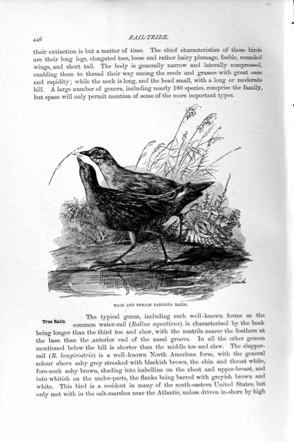 Old Antique Print Natural History 1895 Carolina Rails Birds Male Female 19th