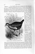 Original Old Antique Print Natural History 1895 Mortier Water-Hen Birds 19th