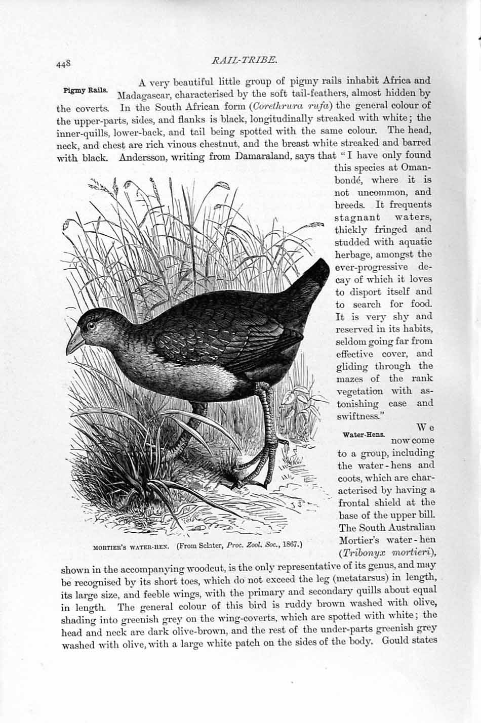 Original Old Antique Print Natural History 1895 Mortier Water-Hen Birds 19th
