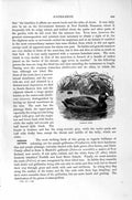 Old Antique Print Natural History 1895 Common Coot Bird Senegal Finfoot 19th