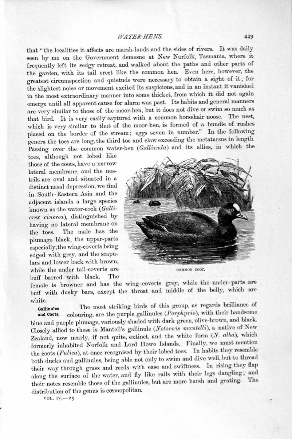 Old Antique Print Natural History 1895 Common Coot Bird Senegal Finfoot 19th