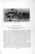 Original Old Antique Print Natural History 1895 Group Bustards Birds Victorian