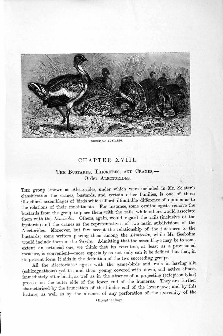 Original Old Antique Print Natural History 1895 Group Bustards Birds Victorian
