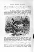 Original Old Antique Print Bustard Breeding-Plumage Birds Natural History 1895