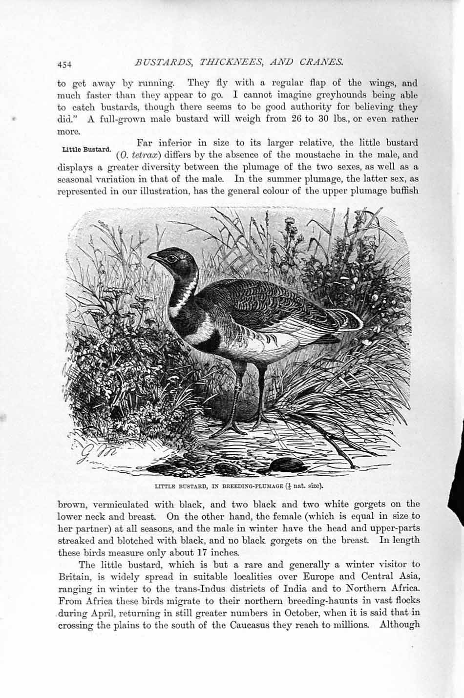 Original Old Antique Print Bustard Breeding-Plumage Birds Natural History 1895