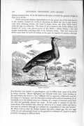 Original Old Antique Print Natural History 1895 Arabian Bustard Bird Victorian